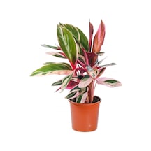 Üç Renkli Kaletya (Calathea Triostar)