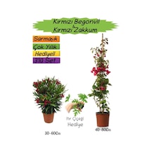 Kırmızı Renk Begonvil+kırmızı Zakkum Fidanı+ıtır Çiçeği 3'lü Peyzaj Seti