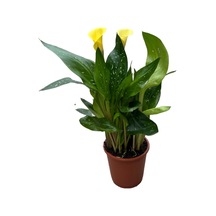 Calla Lilly 'yellow' Gala Çiçeği