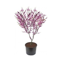 Nadir Erguvan Ağacı Tohumu 100 Adet Tohum