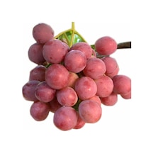 Tüplü Büyük Taneli Kırmızı Globe Üzüm Fidanı