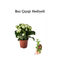 Sevgililer Gününe Özel Beyaz Renk Kalanşo-emel Hanım Çiçeği Buz Çiçeği Hediyeli