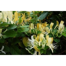 Caprifolium Lonicera Hanımeli Fidanı 10-20 Cm
