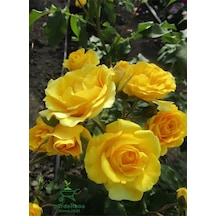 Kokulu Sarı Renk Gül Fidanı 1 Adet Saksıda 30-50cm Yellow Rose