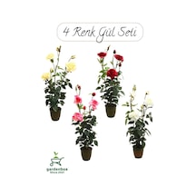 Saksılı Gül Seti Kokulu 4 Adet Yediveren Gül Sarı+kırmızı+pembe+beyaz Renk 30-50cm