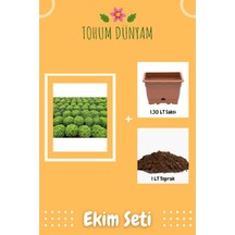 Arapsaçı Kıvırcık Marul Tohumu Ekim Seti