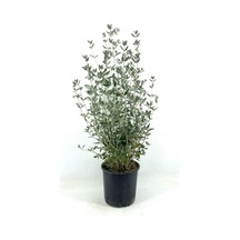 Serada Decor Plant Zeytin Çalısı 40-50 Cm 2 Adet