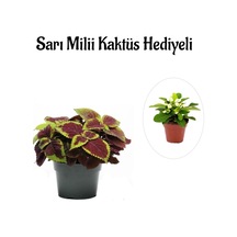 Kadınlar Gününe Özel Renkli Yapraklı Yaprak-cam Güzeli Sarı Milli Kaktüs Hediyeli