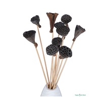 Yapay Çiçek Sitesi Kuru Çiçek Doğal Lotus 28 Cm 10lu Natürel