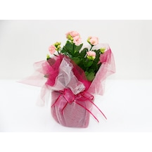 PEMBE KALANŞÖ ÇİÇEĞİ - SEVGİLİLER GÜNÜ ve ÖZEL GÜN HEDİYESİ