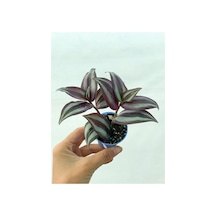 Yeşil Mor Kahve Desen Telgraf Çiçeği Fidanı 10-20 Cm