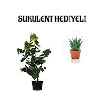 Harika Kokulu Mor Leylak Fidanı Sevgililer Gününe Özel Sukulent Hediyeli