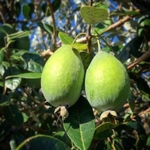 Saksıda Feijoa kaymak Ağacı Fidanı 3 Yaş - 90-110 Cm  Boy