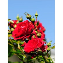 Kırmızı Gül Fidanı Kokulu Saksılı 1 Adet 50-70 Cm Dış Mekan Bitkisi Red Rose
