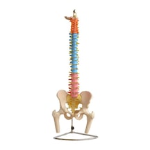 Didaktik Omurga Ve Pelvis Modeli