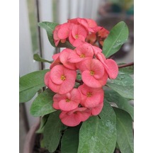 Videolu Pembe Milli Dikenler Tacı 1 Adet Saksılı Kaktüs 20-40 Cm Ofis Bitkisi Euphorbia