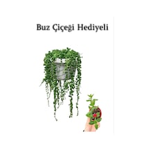 Tespih Boncuk Bezelya Çiçeği Bitkisi Sevgililer Gününe Özel Buz Çiçeği Hediyeli