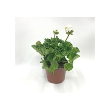 Kutup Beyazı Sardunya Çiçeği Fidesi 10-20 Cm