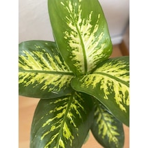Difenbahya Bitkisi Dieffenbachia Tropic Snow Ağlayan Çiçek 40-80cm, Çiçek Evreni, Salon Bitkisi