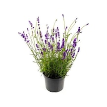 Lavanta Fidanı Saksıda 10-20 Cm