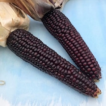 Doğal Japonica Striped Mısır Tohumu 10 Tohum