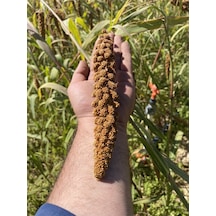 Altin Ekin Doğal Kızıl Daldarı 1 Kg (Tilki Kuyrugu)