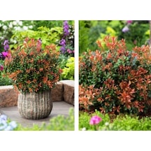 Tüplü Soğuklara Dayanıklı Japon Lavanta Fundası Pieris Japonica Little Frosty Herdem Yeşil