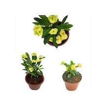 Sarı Dikenler Tacı Fidanı 10-20 Cm 1 Adet