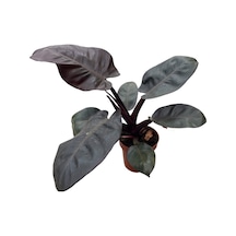 Philodendron 'black Cardinal'