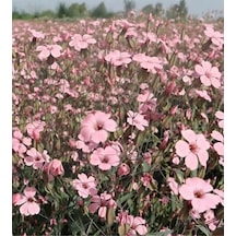 10 Adet Pembe Cosmos Çiçeği Tohumu
