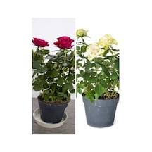 Videolu Samuray Yediveren Beyaz Kırmızı Renkli 30 50 Cm 2 Adet Saksılı Aşılı Gül White Red Rose