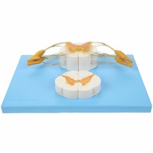 Omurilik 10x Büyütülmüş Ve Spinal Sinir 5x Büyütülmüş , 2 Parçalı - Omurga Maketi 01