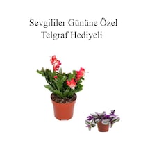 Sevgililer Gününe Özel Kırmızı Renk Yılbaşı Çiçeği Telgraf Hediyeli