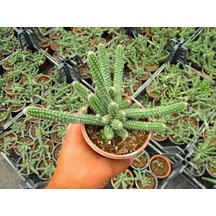 Yılan Kaktüs - Chamaecereus Silvestrii