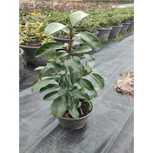 Kartopu Viburnum Lucidum 1 Adet 60-80 Cm Saksılı Dış Mekan Bahçe Peyzaj Çit Bitkisi