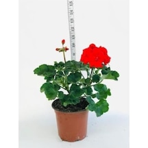Sardunya Fidesi Kırmızı Saksılı 10-20 Cm