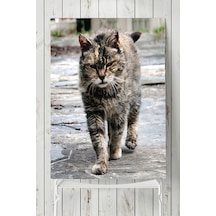 Kedi Hayvan Posteri 3