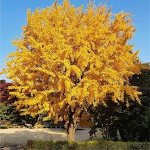 Mabet Ağacı Fidanı Ginkgo Biloba - 1-2 Yaşında Dayanıklı Ve Şif