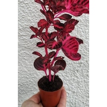 Çingene Çingene Şalvarı Bitkisi Iresine Herbstii 5.5 Cm Saksıda