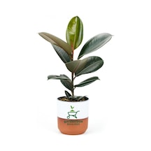 Dekoratif Saksılı Ficus Elastica Midi Boy Kauçuk Çiçeği 1 Adet Saksılı 20-45cm