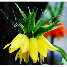 100 Adet Sarı Renk Ters Lale Ağlayan Gelin Çiçeği Tohumu