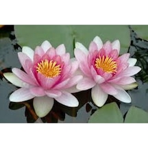 10 Adet Tohum Nadir Bulunan Pembe Lotus Çiçeği Tohumu Lotus Su Çiçeği Tohumu Nilüfer Çiçeği Tohumu