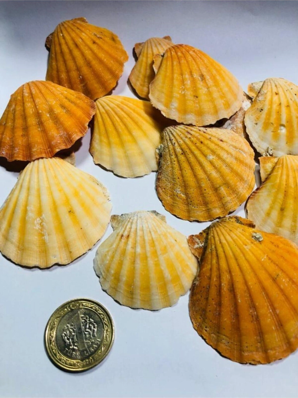 Gerçek Deniz Kabuğu 100 Gram - Orange Vexılıum