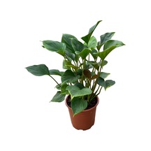 Homalomena Emerald