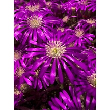 Videolu Acem Halısı Çiçeği Fidesi Fidanı 30 Adet Tüplü 5-10 Cm Drosanthemum Floribundum