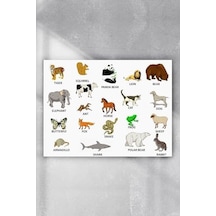Pster5009 Hayvanlar Eğitim Posteri 90x130cm 7/8 Yaş
