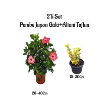 Pembe Renk Japon Gülü Çiçeği+altuni Taflan Çit Bitkisi 2'li Set Dış Mekan Bitkileri
