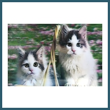 Bezos 3 Boyutlu Resim Sevimli Kediler İkili Kedi Resmi Tablosu 40x60 Cm Ob