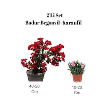 2'li Set Kırmızı Bodur Begonvil+ Pembe Karanfil Çiçeği Dış Mekan Bitkisi