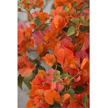 Nadir Bulunan Turuncu Begonvil Sarmaşığı 40-50 Cm Tüplü Çiçekli Bodur Bitki Bougainvillea
